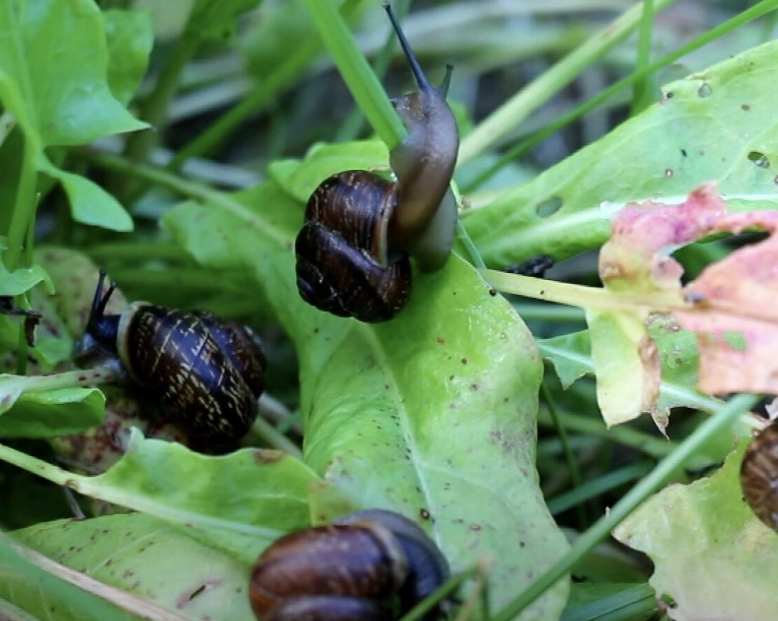 Как избавиться от улиток в огороде