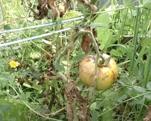 9 вредителей и болезней томатов, от которых важно избавиться